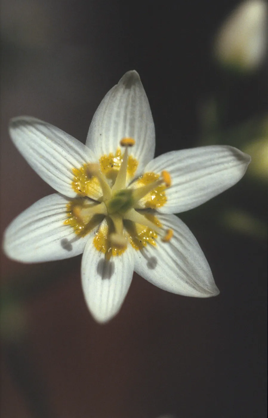 Zigadenus fremontii