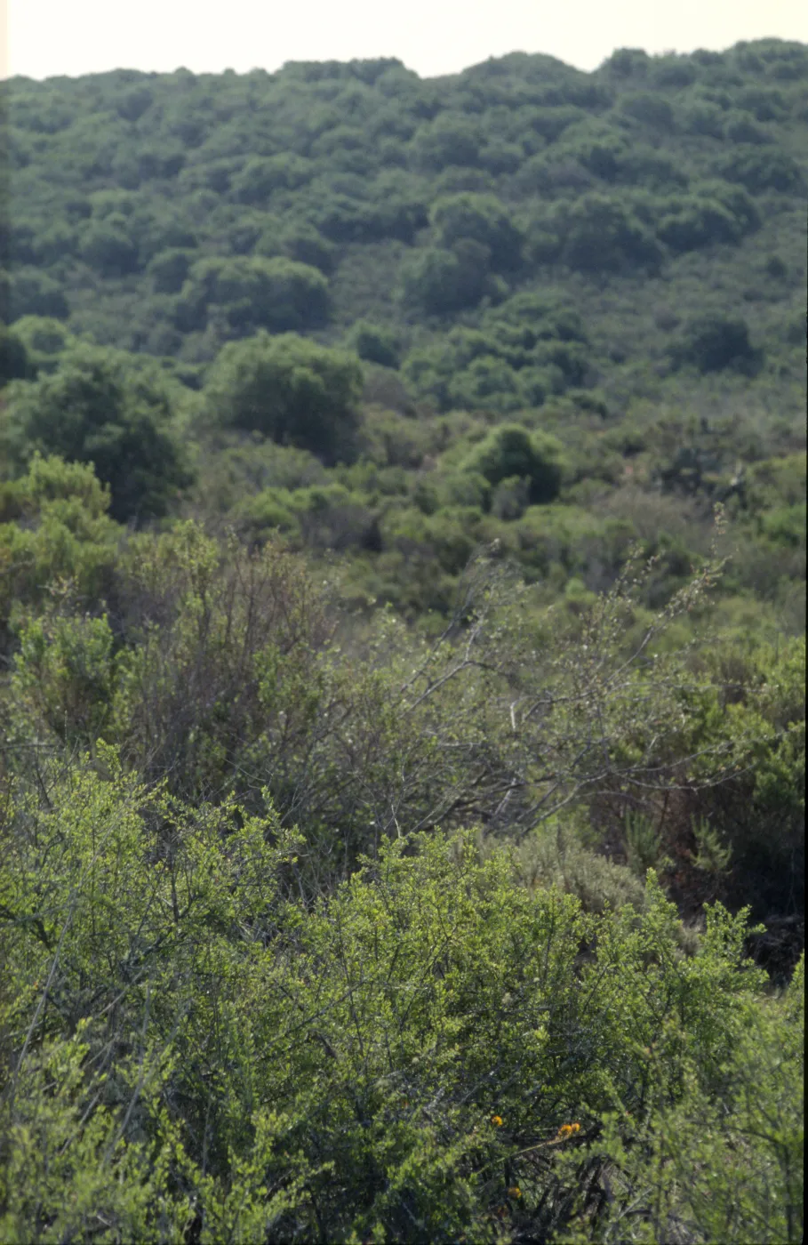 Chaparral, Oak Woodland at La Purisima, Prunus fasciculata in foreground