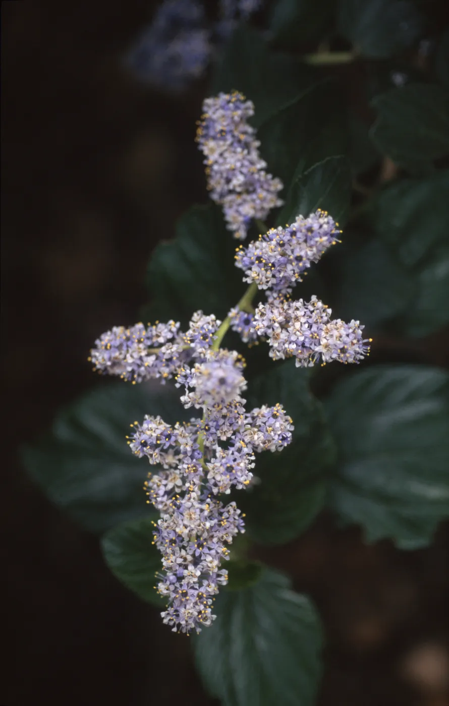 Ceanothus arboreus