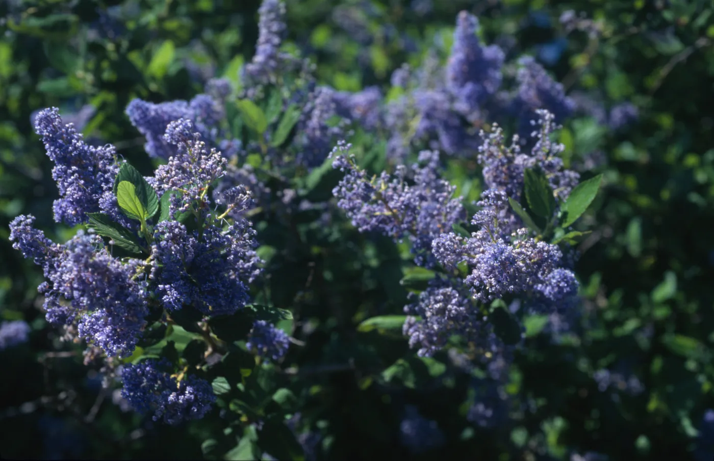 Ceanothus arboreus