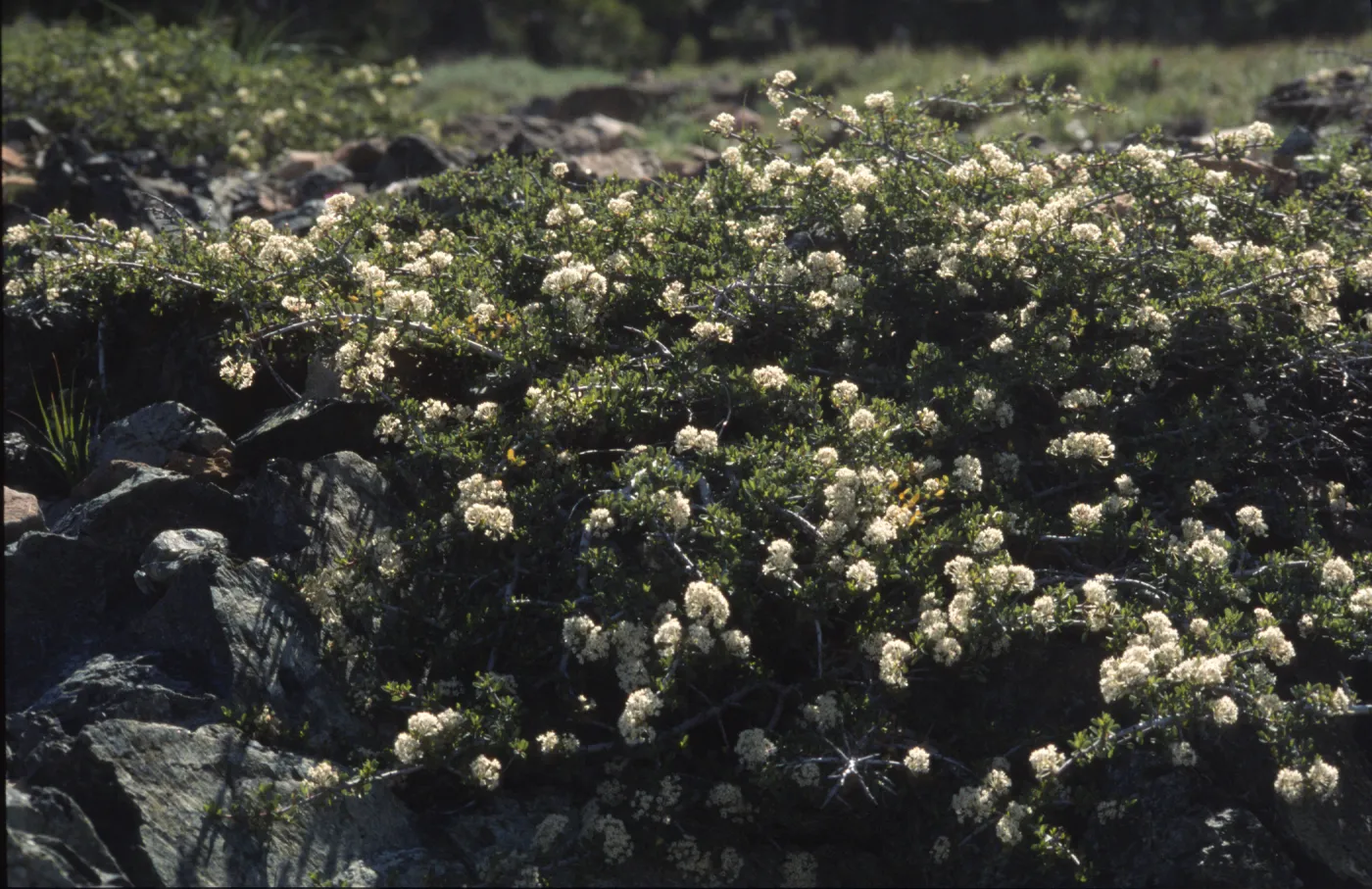 Ceanothus arcuatus