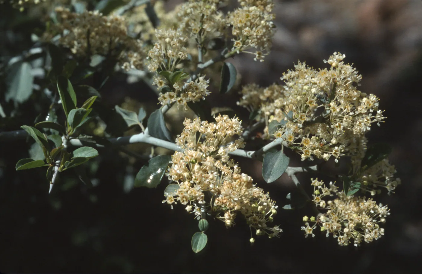 Ceanothus cordulatus