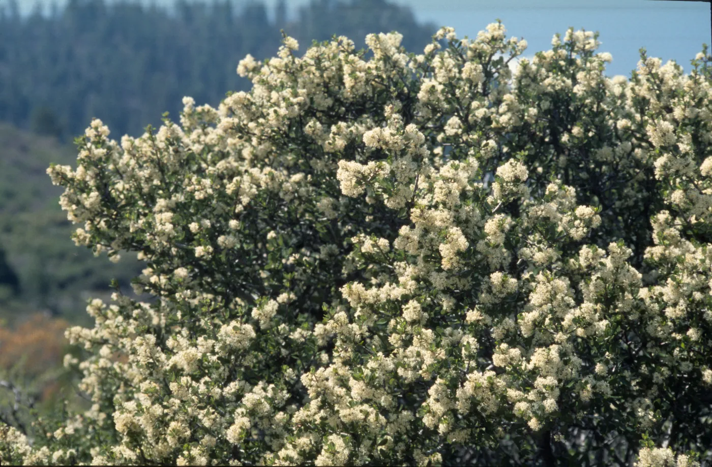Ceanothus cuneatus var. cuneatus