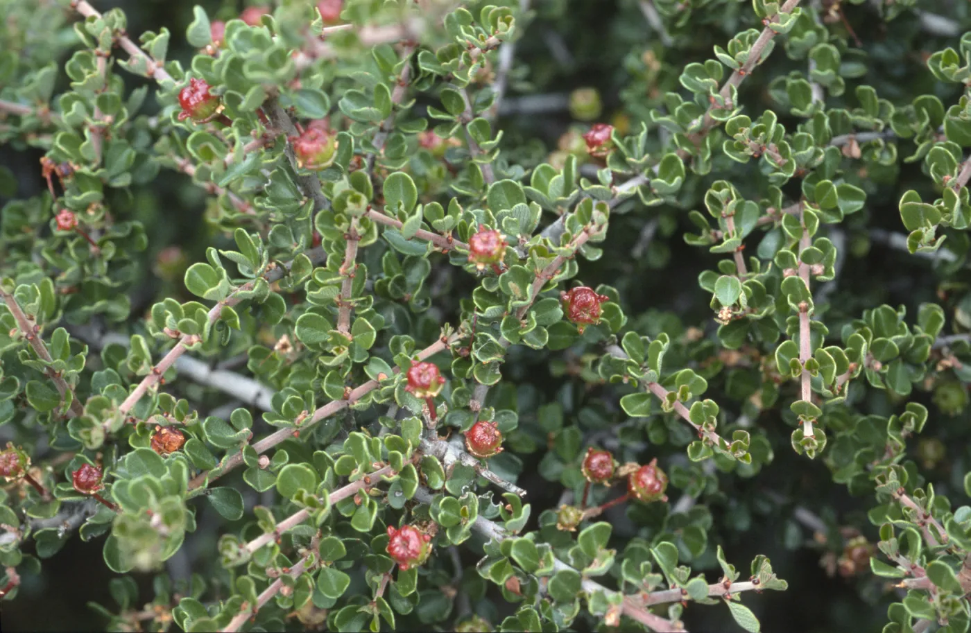 Ceanothus cuneatus var. ramulosus