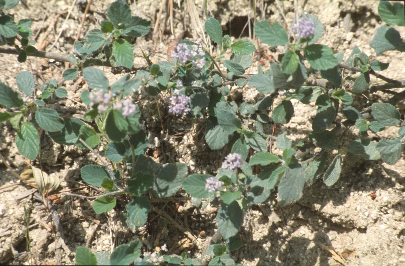 Ceanothus diversifolius