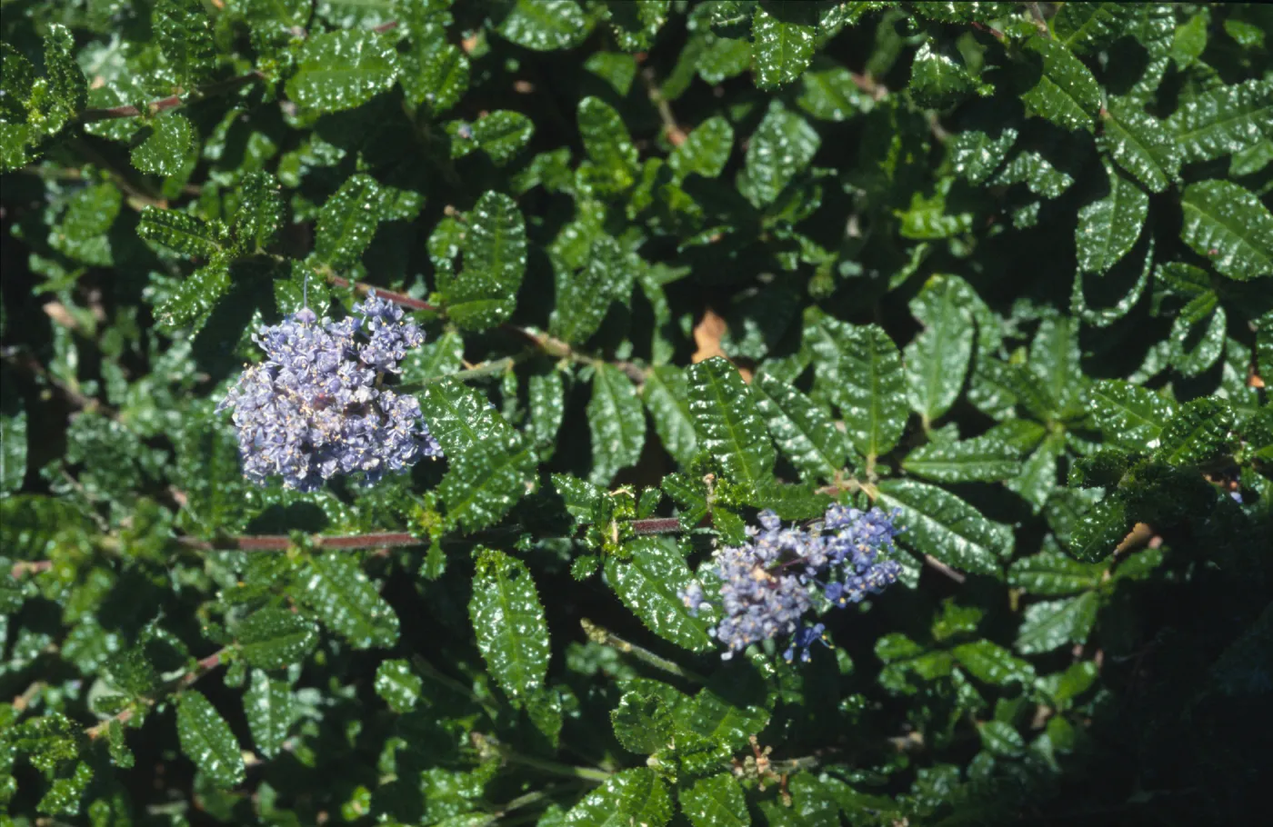 Ceanothus hearstiorum