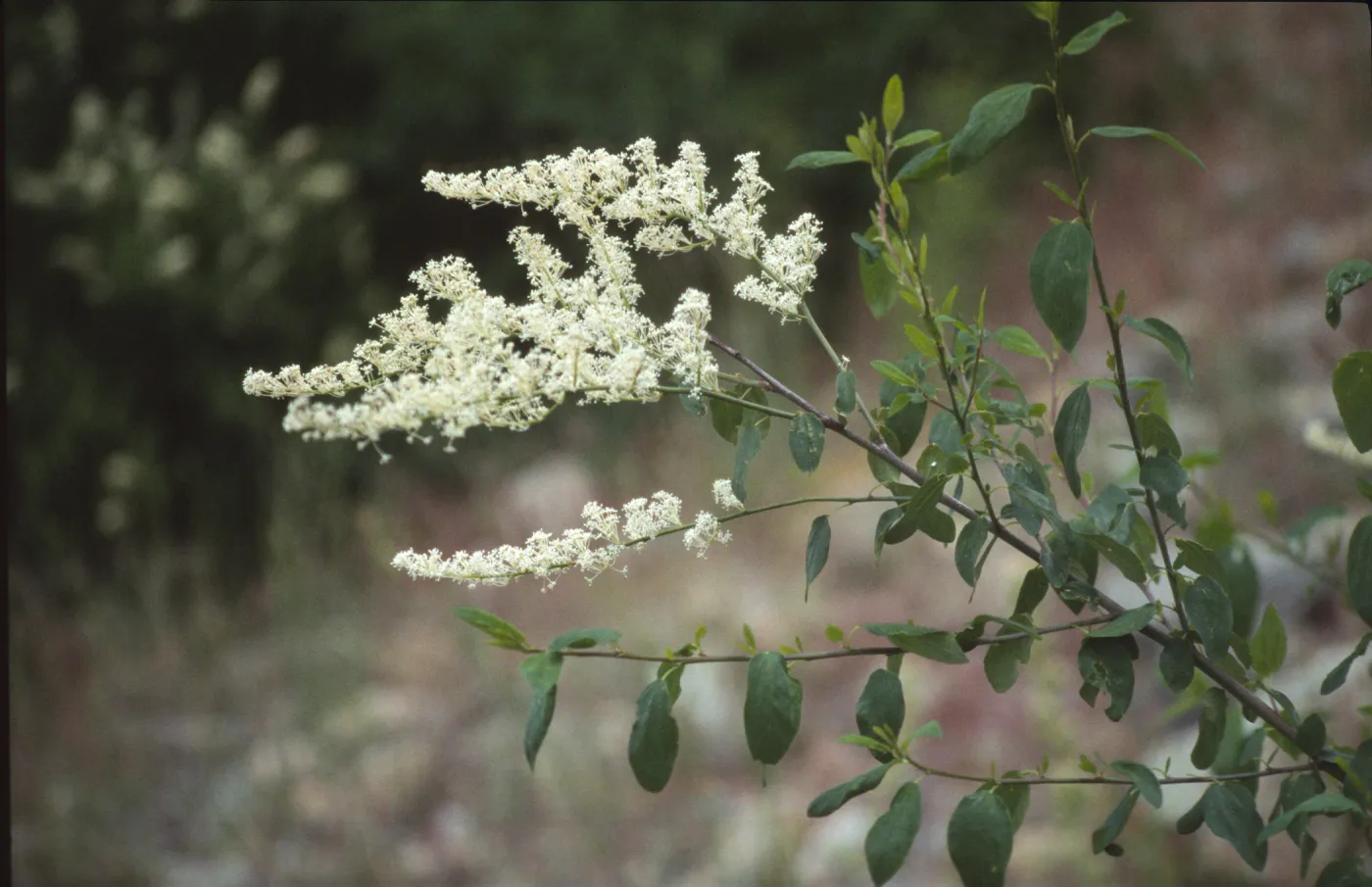 Ceanothus integerrimus