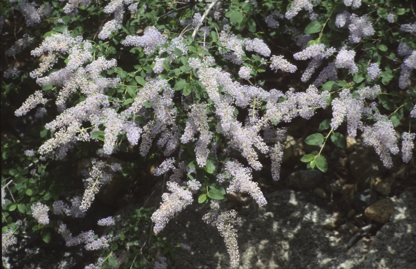 Ceanothus integerrimus