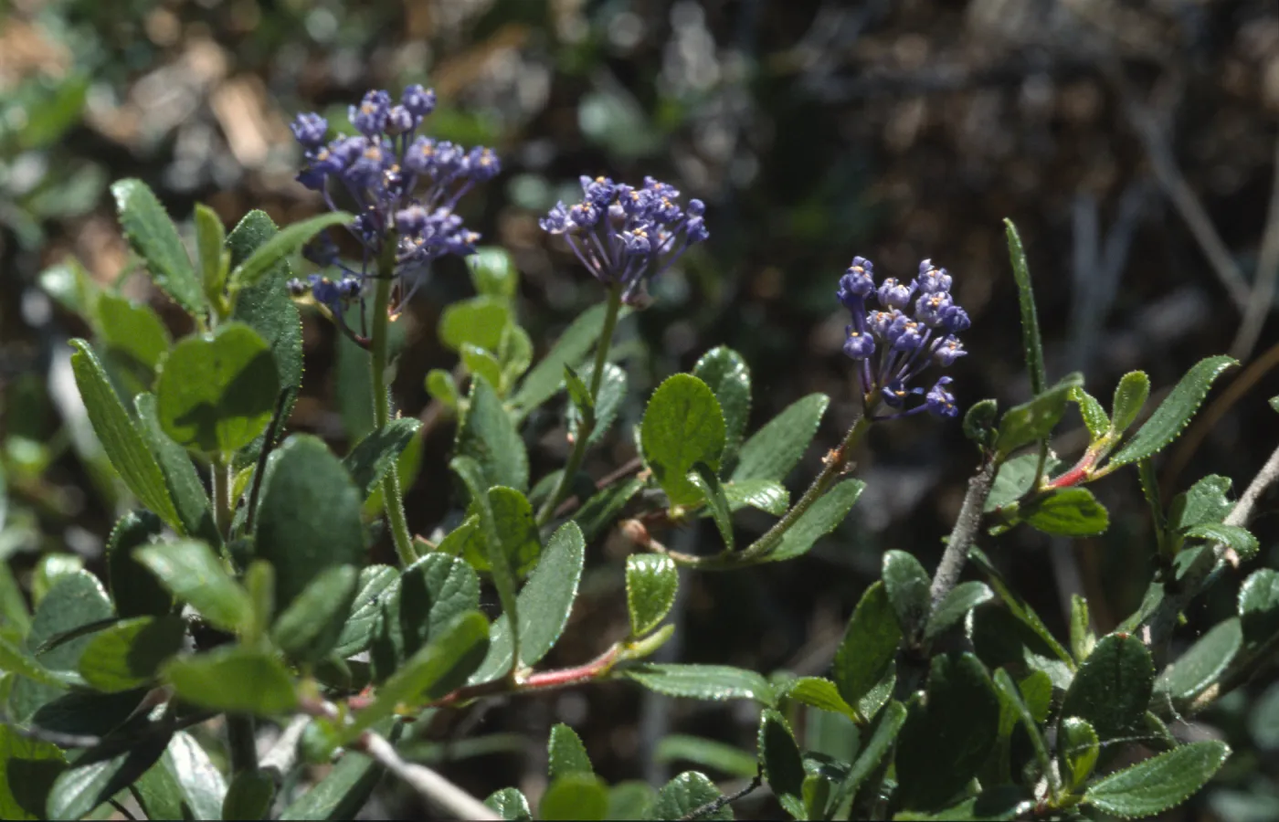 Ceanothus lemmonii