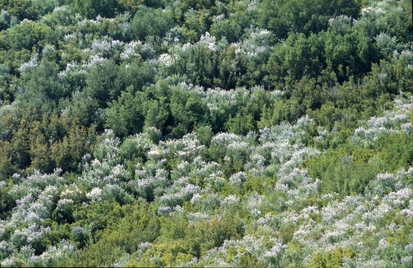 Ceanothus leucodermis