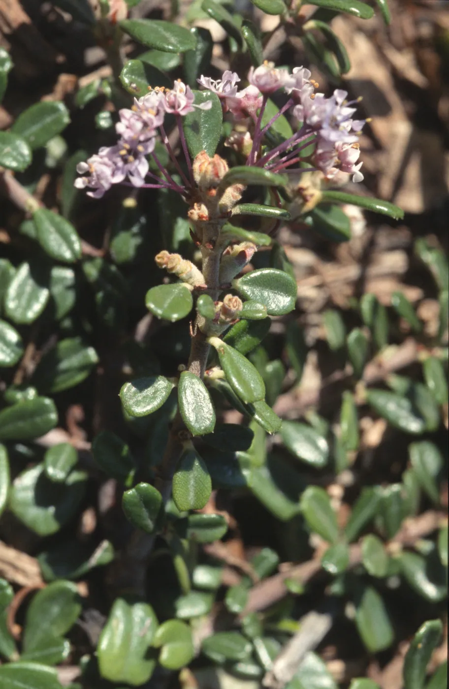 Ceanothus maritimus