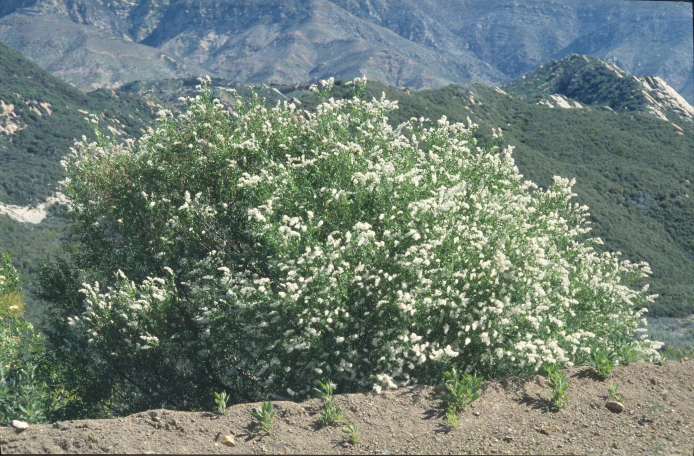 Ceanothus palmeri
