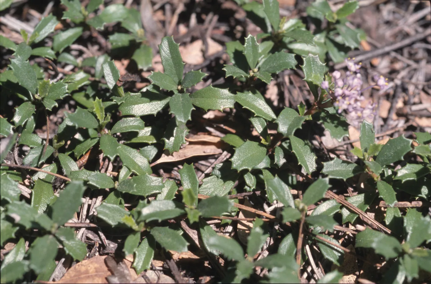 Ceanothus prostratus