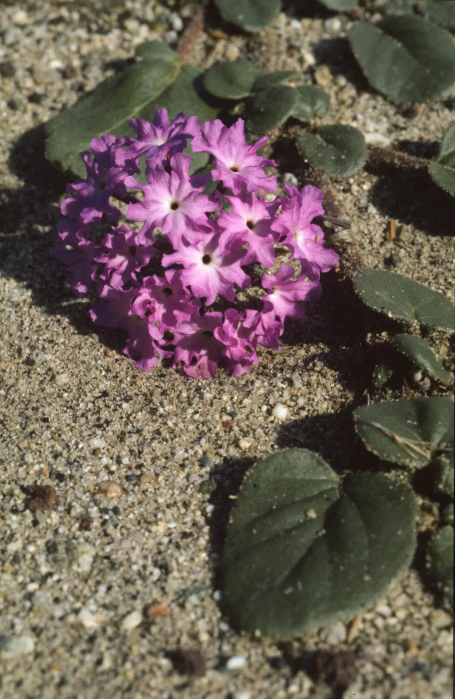 Abronia villosa