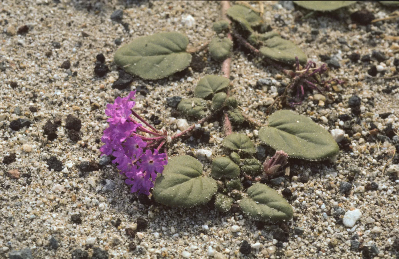 Abronia villosa
