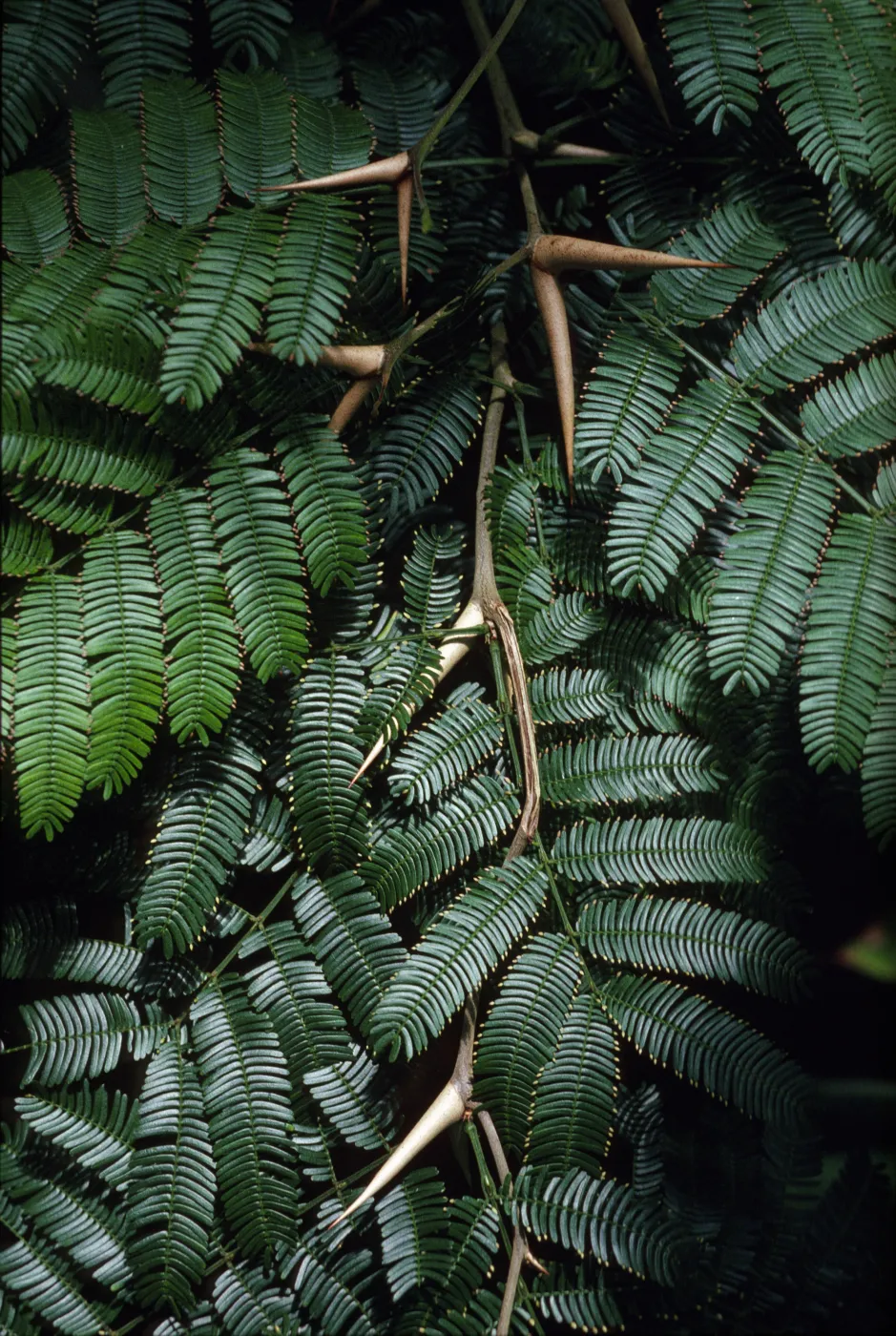 Acacia cornigera