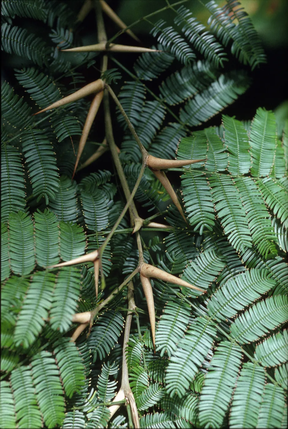 Acacia cornigera