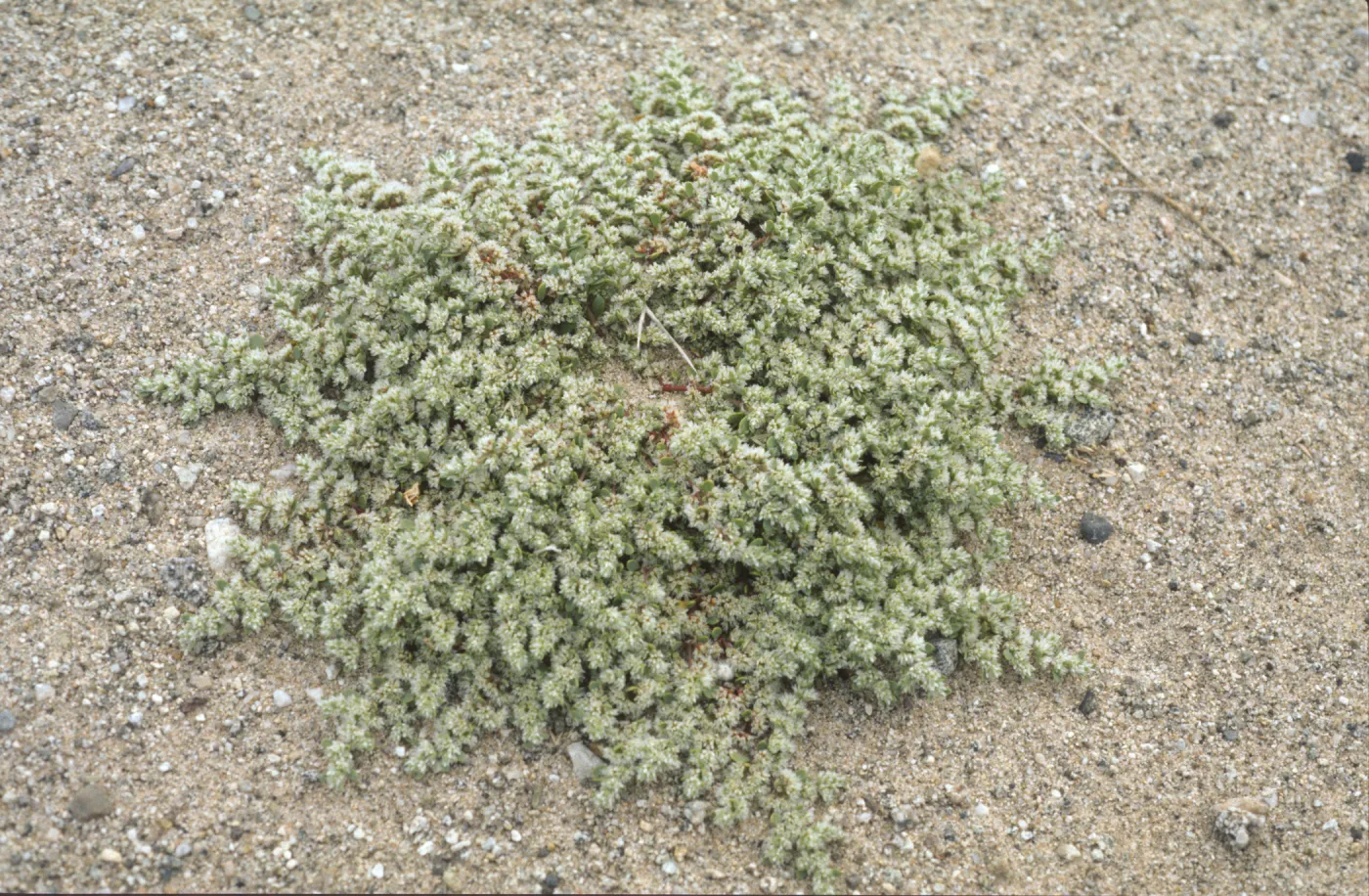 Achyronychia cooperi
