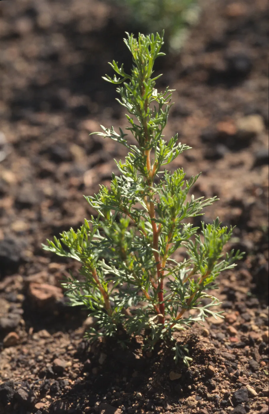 Adenostoma fasciculatum seedlings after fire