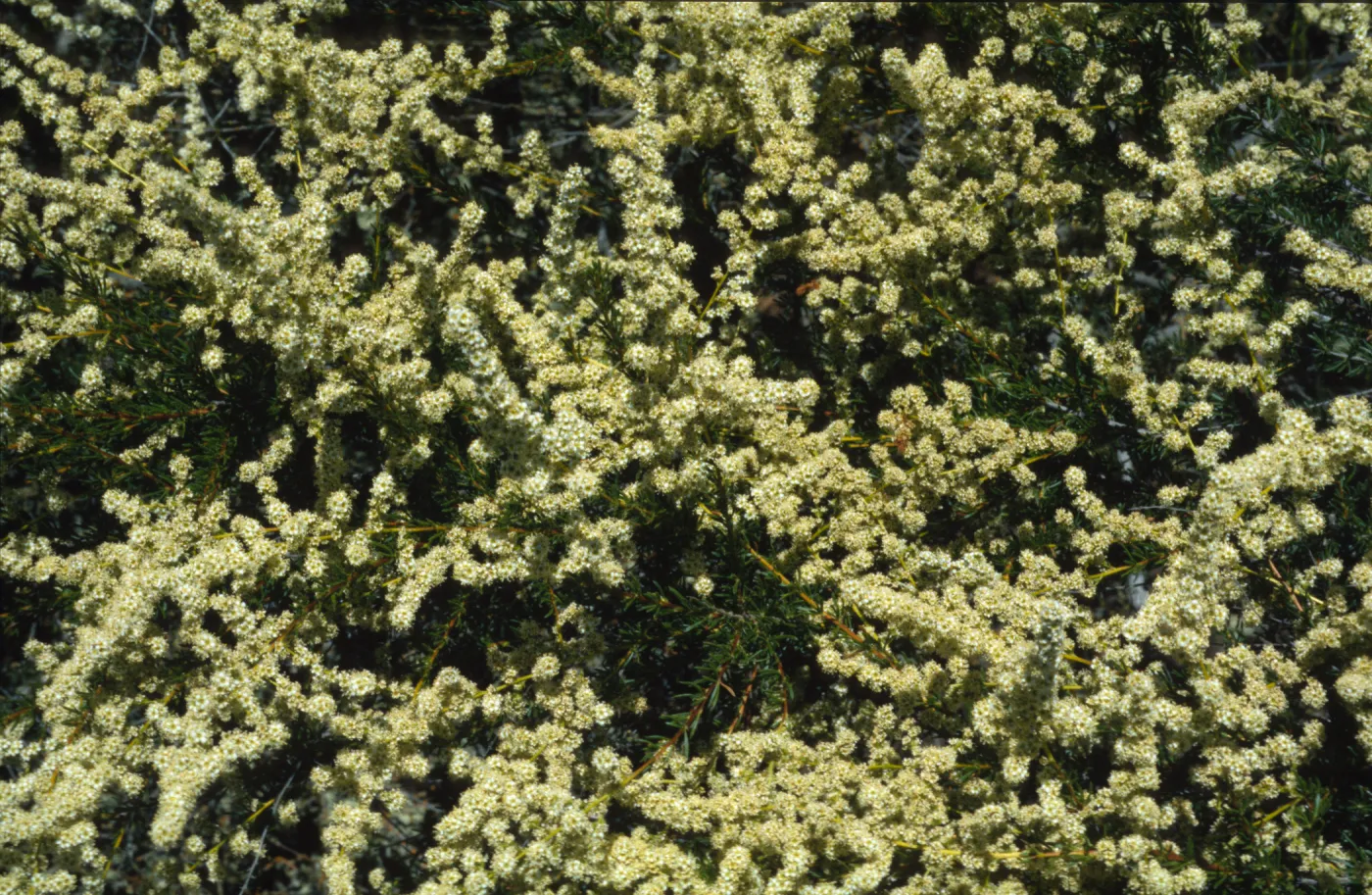 Adenostoma fasciculatum