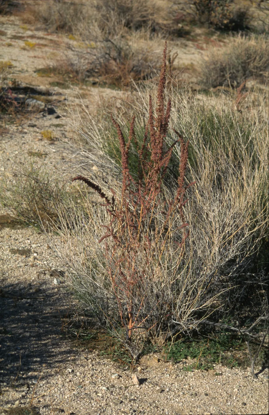 Amaranthus fimbriatus
