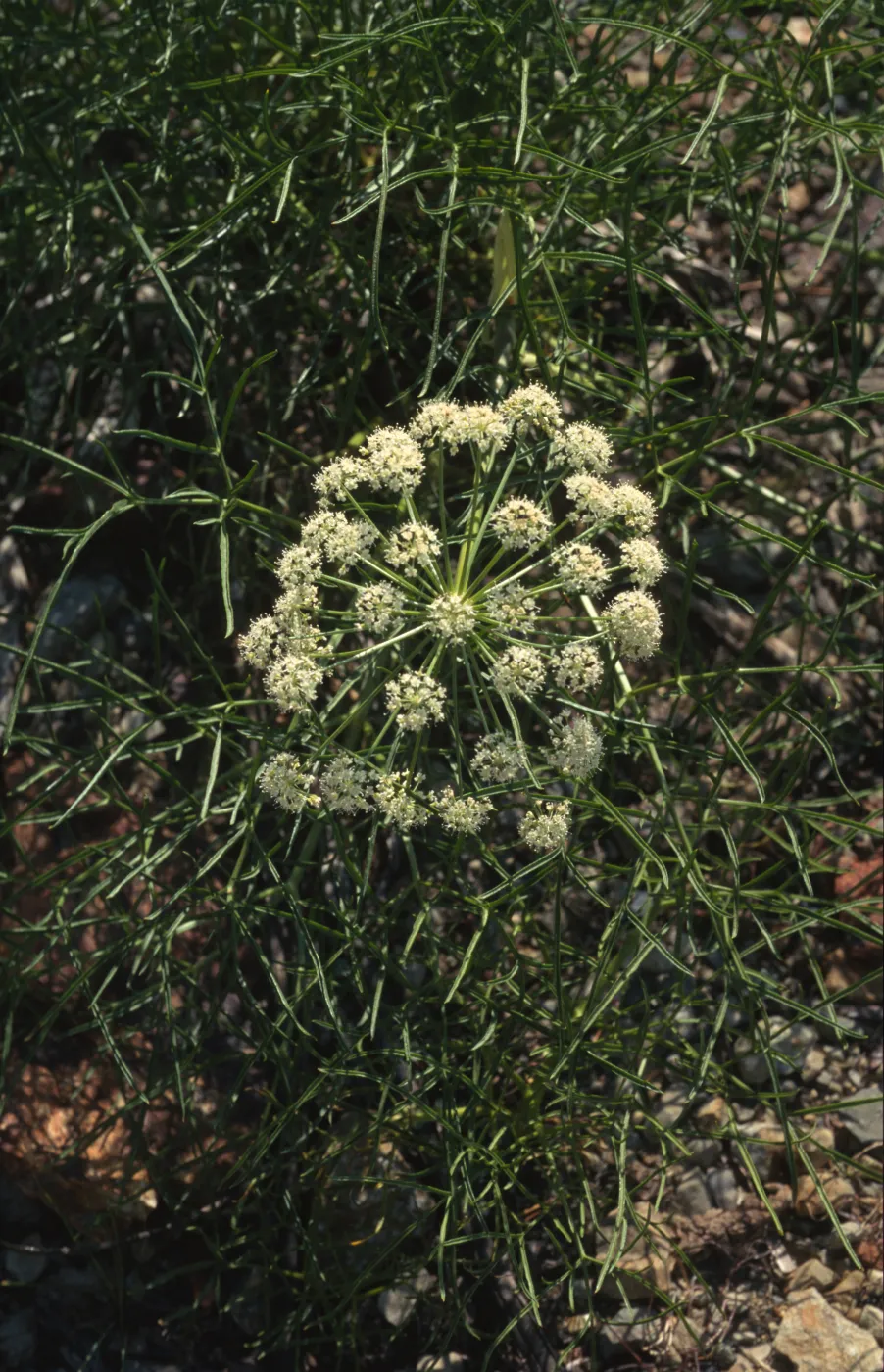 Angelica lineariloba