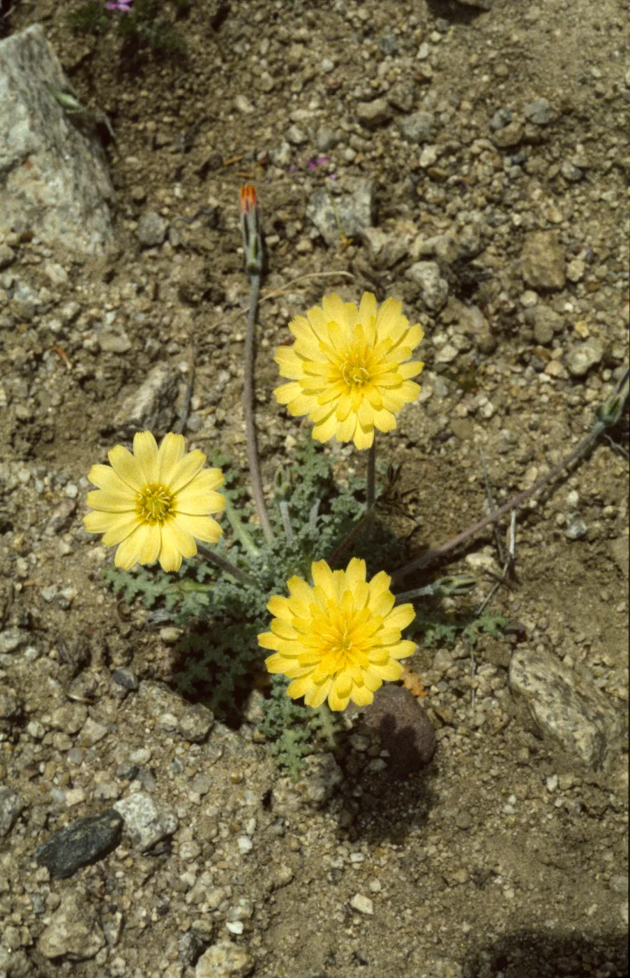 Anisocoma acaulis