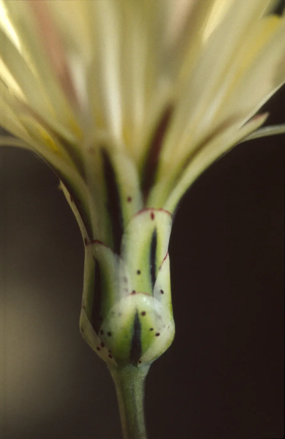 Anisocoma acaulis