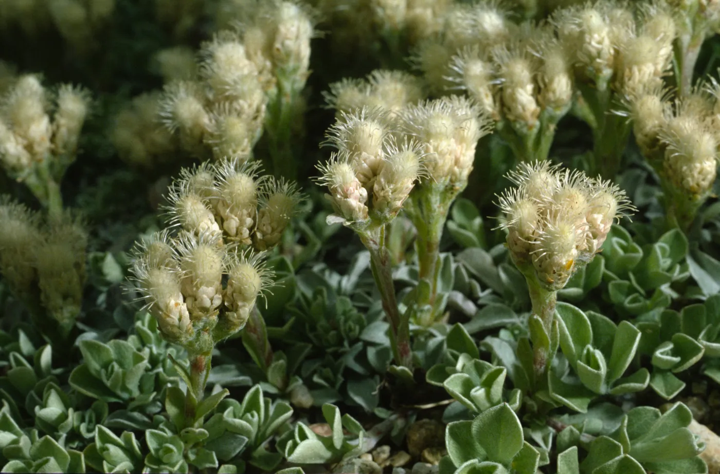 Antennaria dimorpha