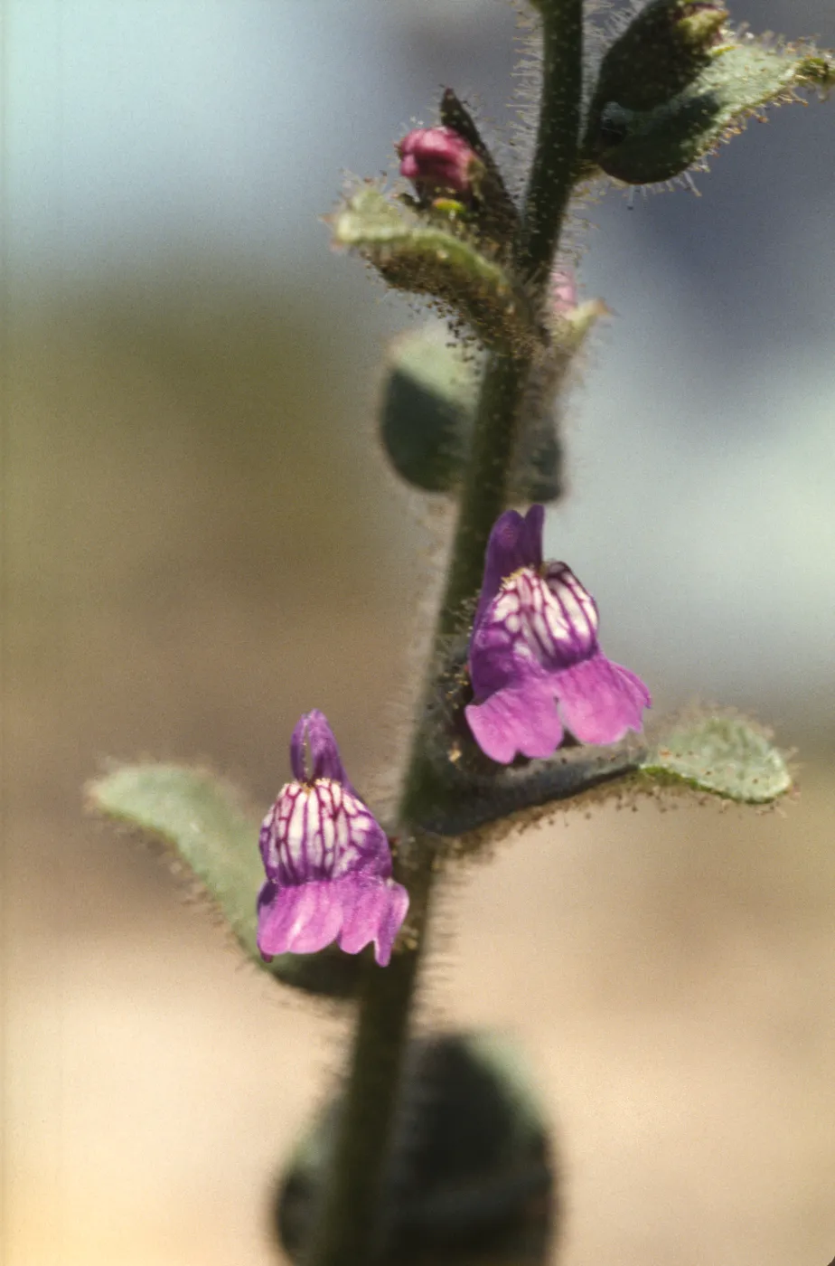 Antirrhinum multiflorum