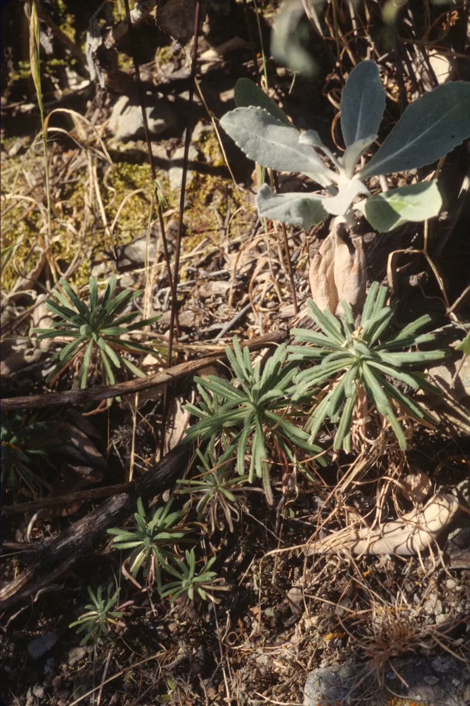 Arabis hoffmannii