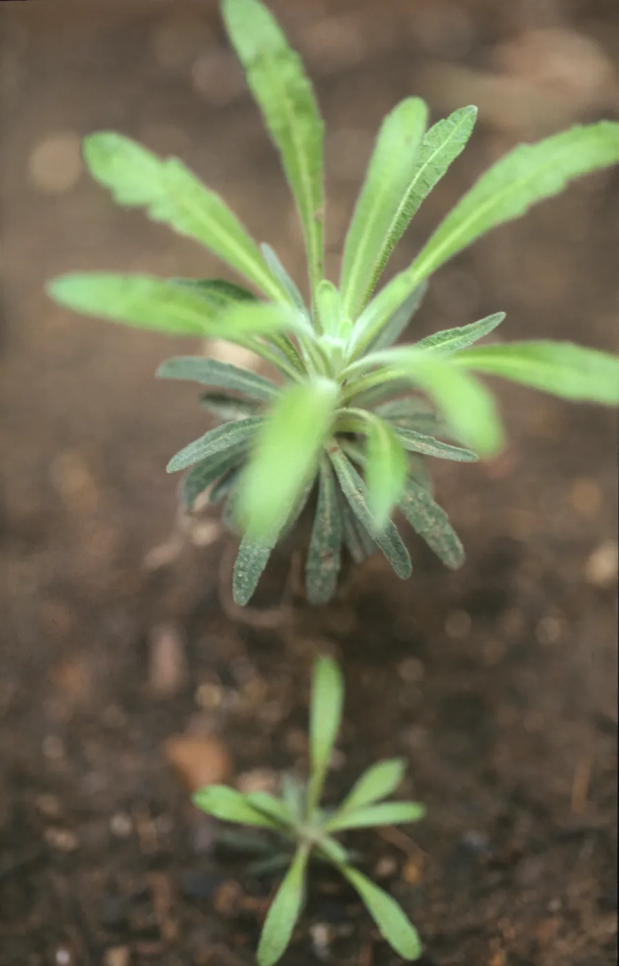 Arabis hoffmannii