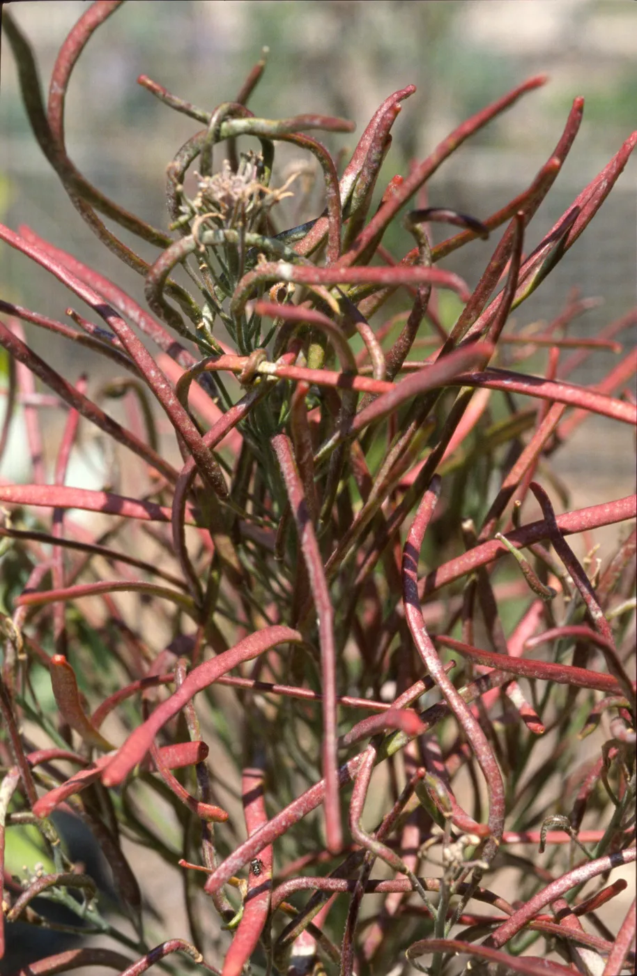 Arabis hoffmannii, fruits