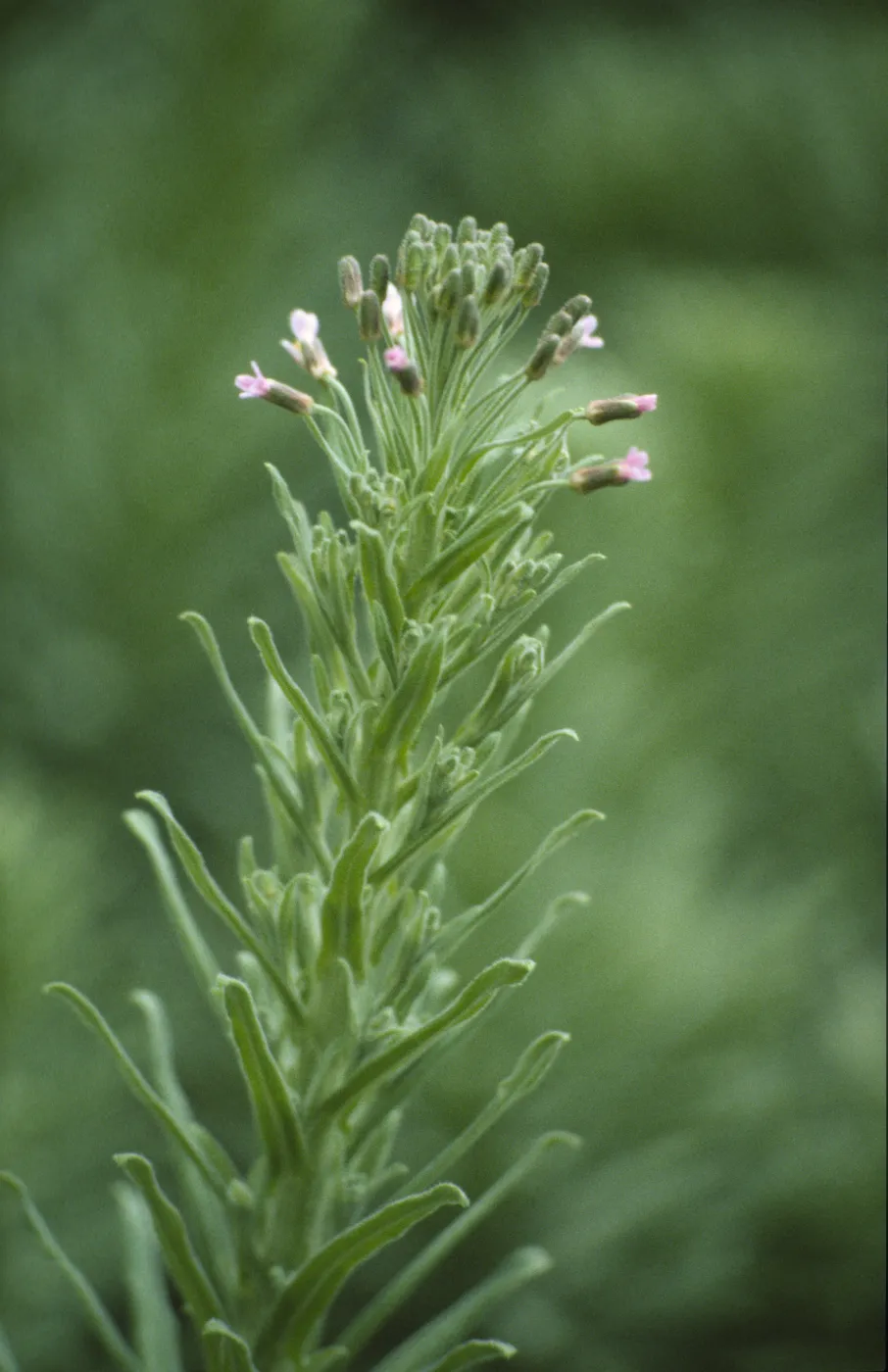 Arabis hoffmannii