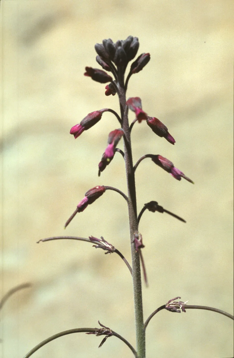 Arabis sparsiflora