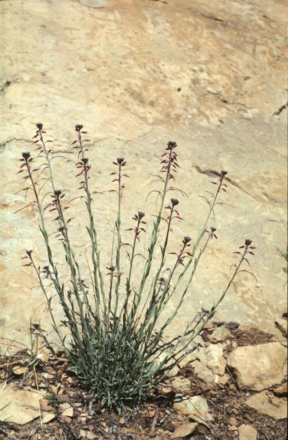 Arabis sparsiflora