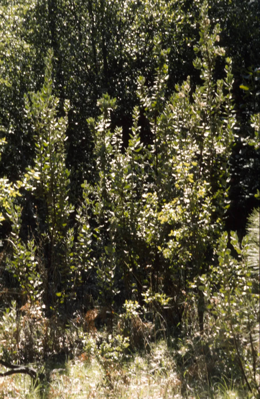 Arctostaphylos hooveri
