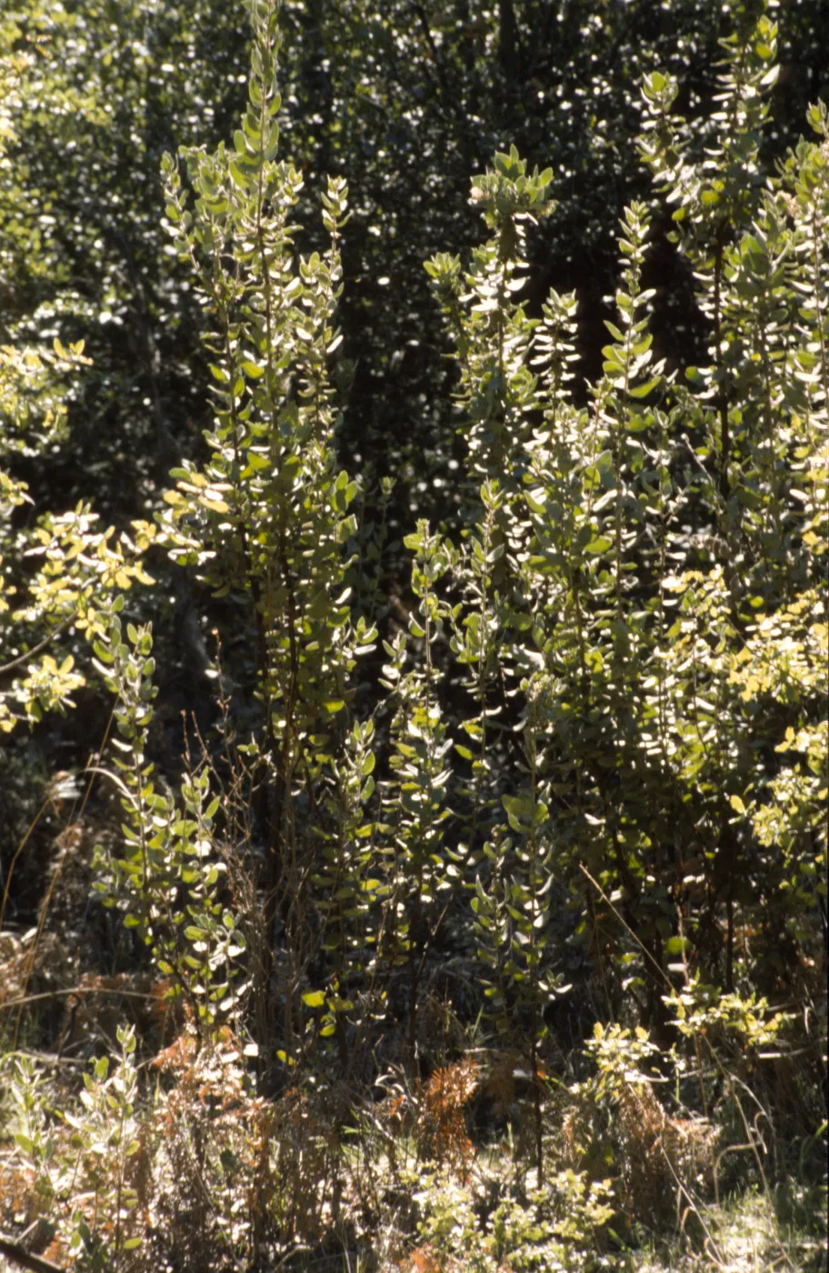 Arctostaphylos hooveri