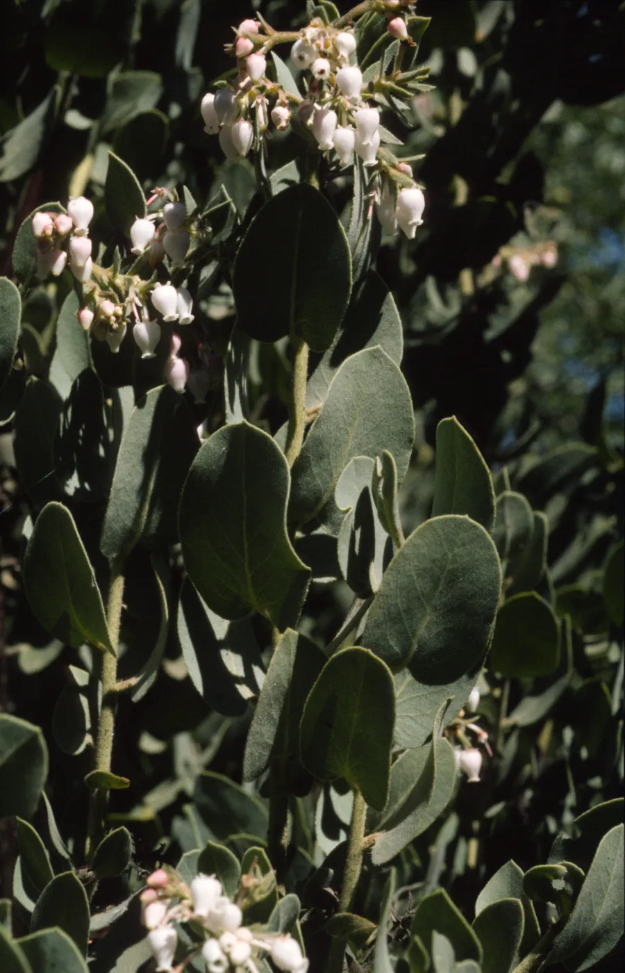 Arctostaphylos hooveri