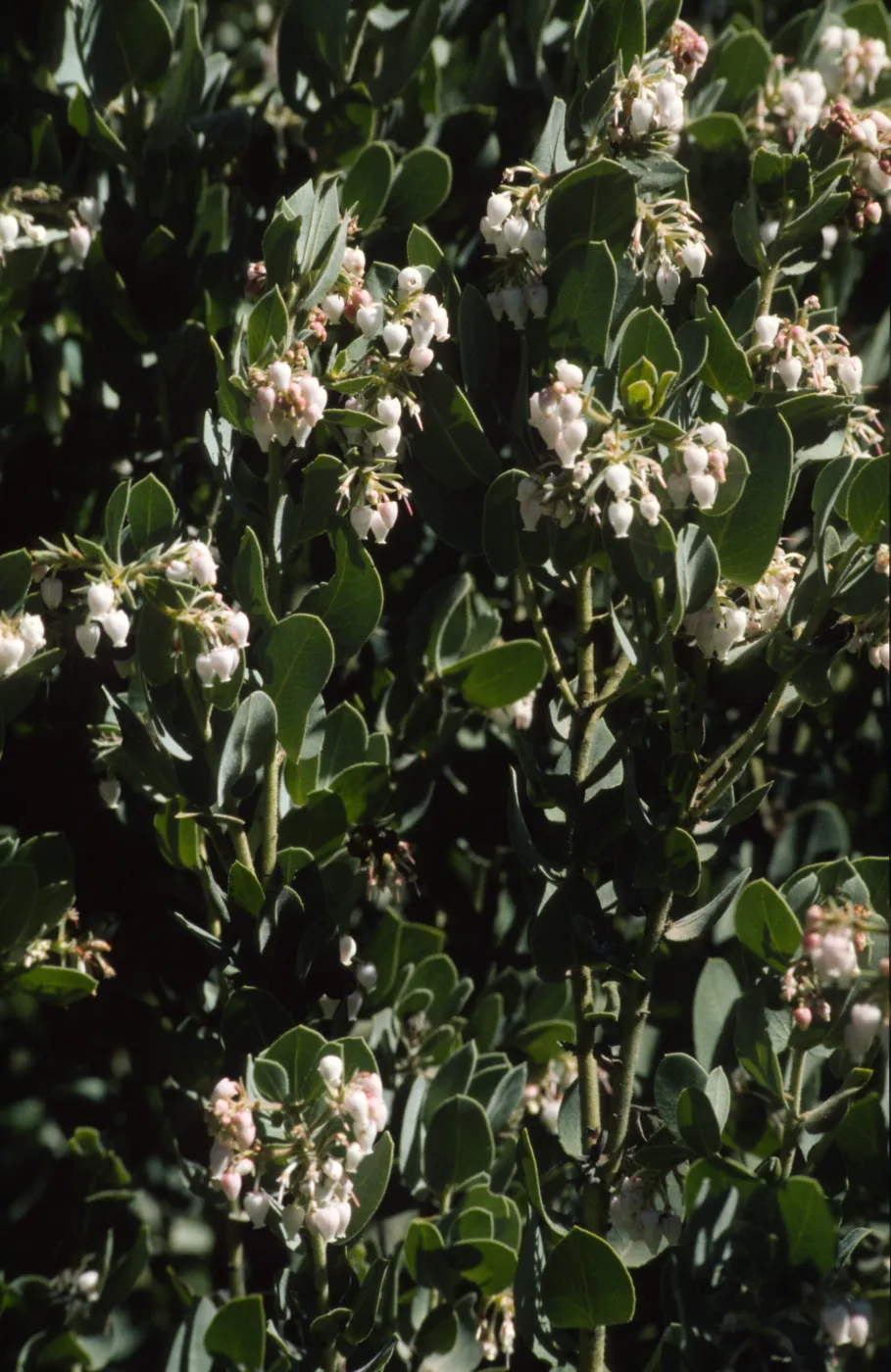 Arctostaphylos hooveri