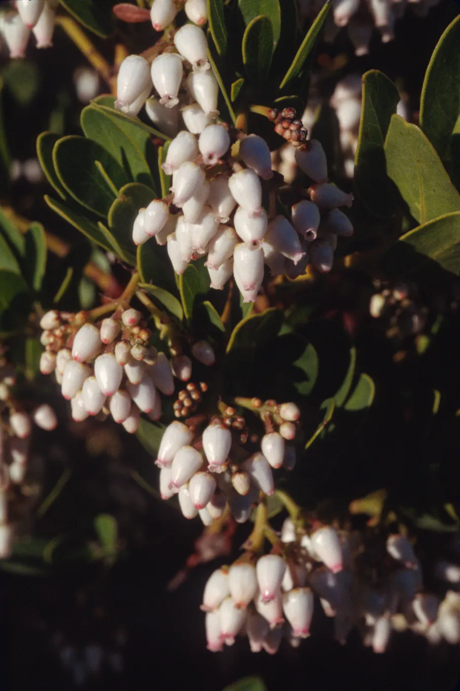 Arctostaphylos insularis
