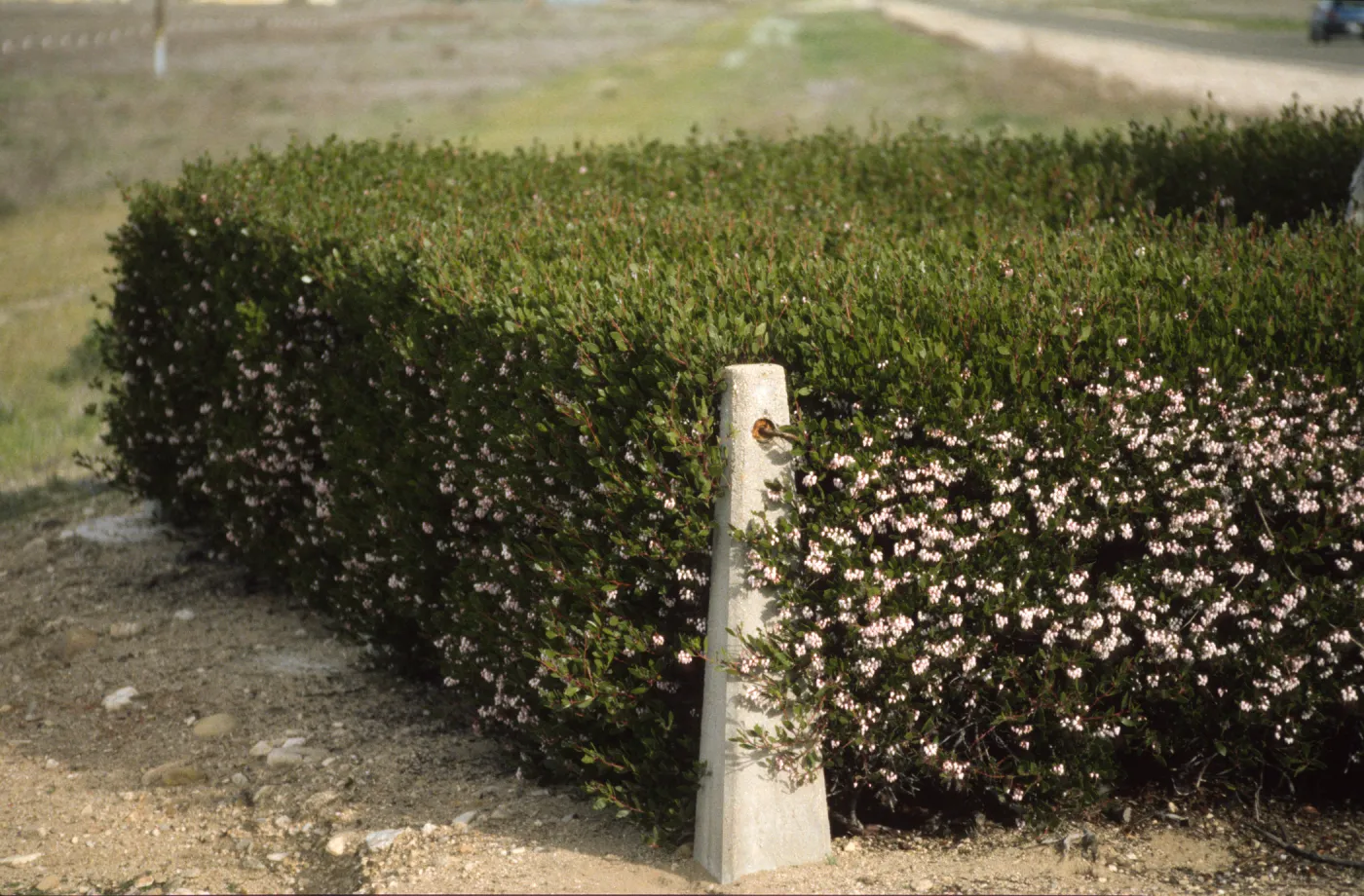 Arctostaphylos pungens