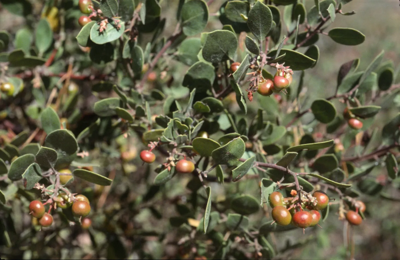 Arctostaphylos rudis