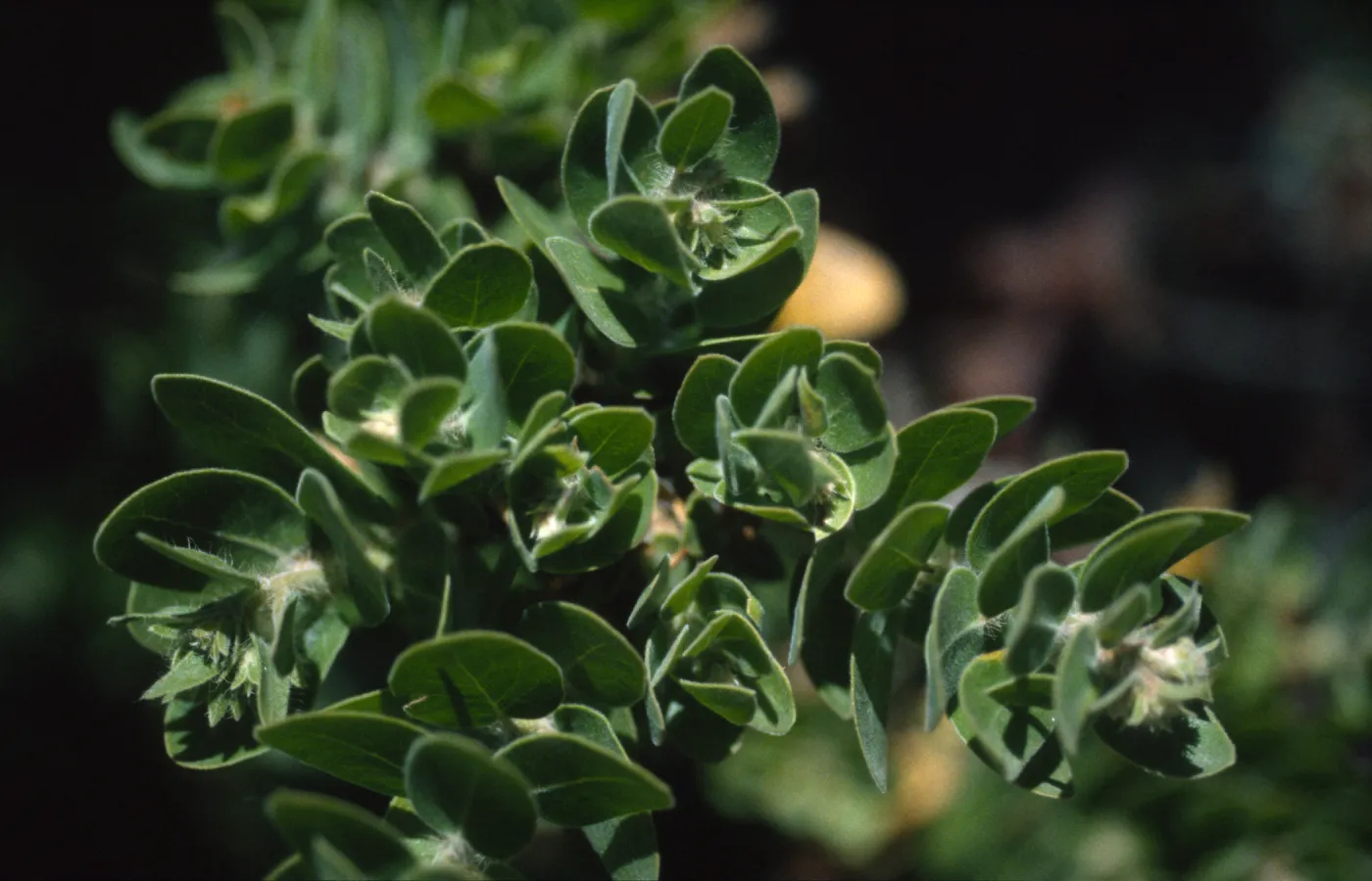 Arctostaphylos viridissima