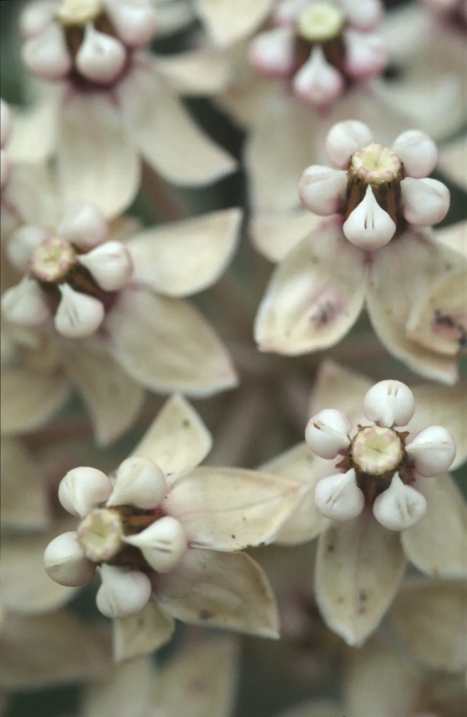 Asclepias erosa