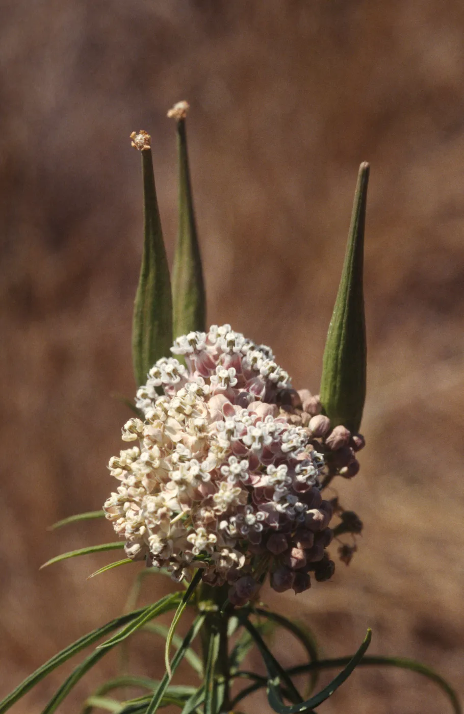 Asclepias fascicularis