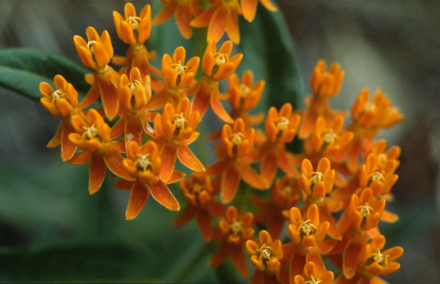 Asclepias tuberosa