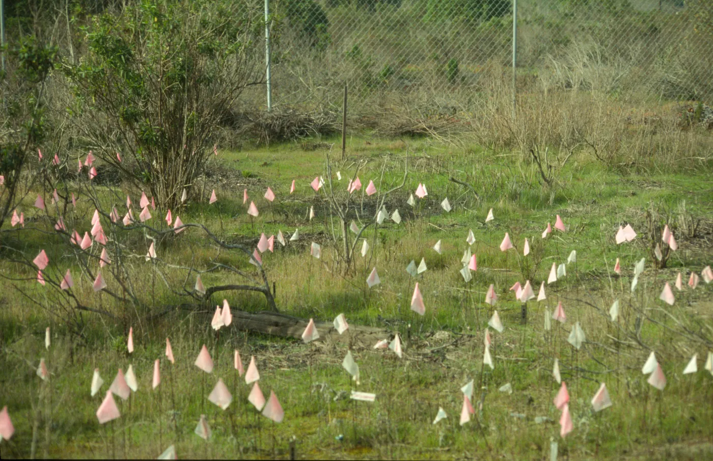 Astragalus pycnostachyus var. lanosissimus