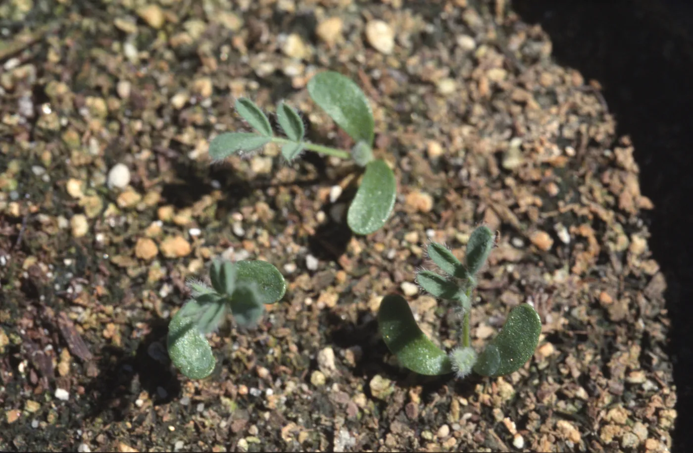 Astragalus pycnostachyus var. lanosissimus seedlings
