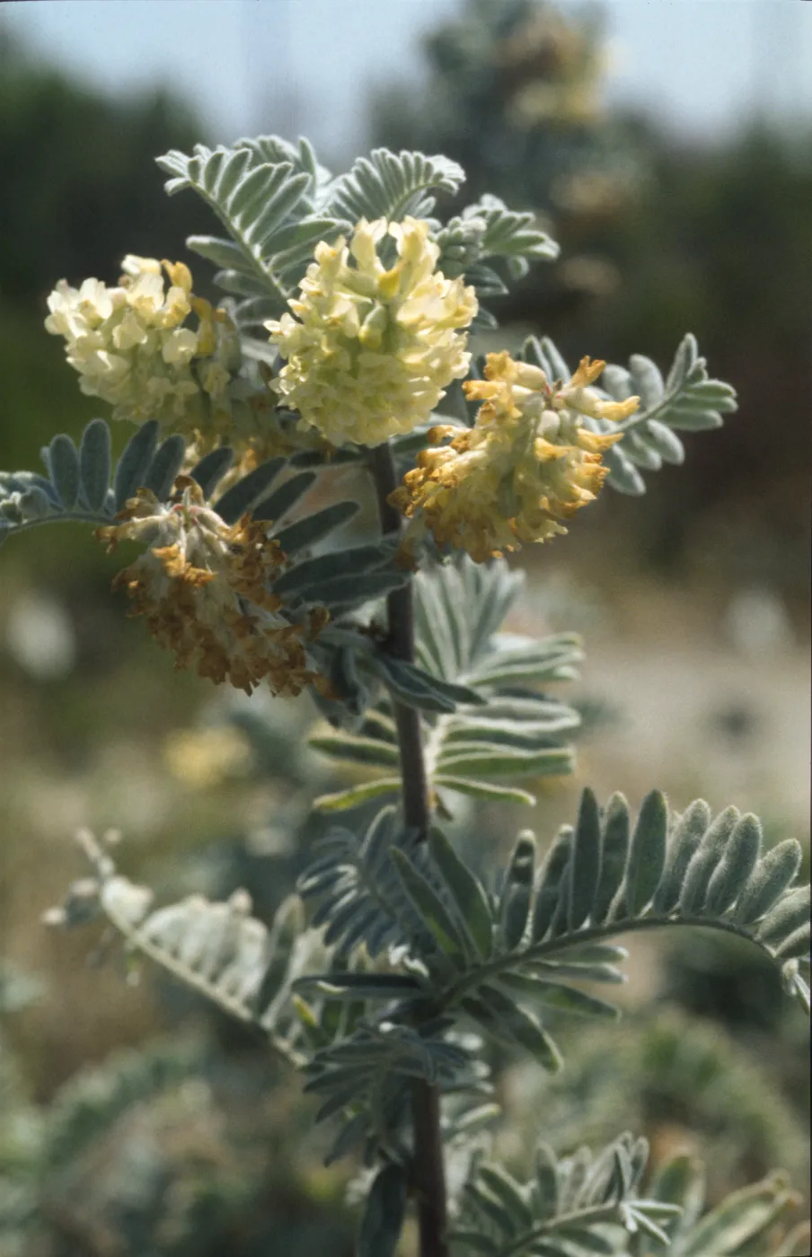 Astragalus pycnostachyus var. lanosissimus